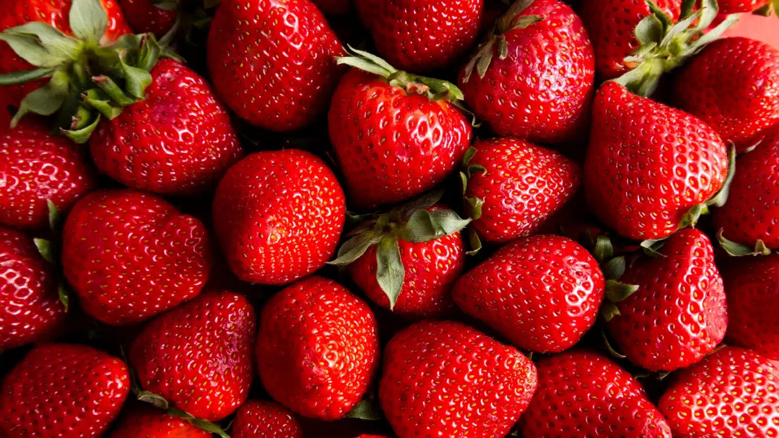 Fresh plump juicy strawberries.