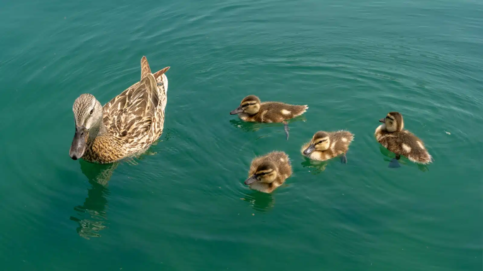 A mother duck with her babies in the pond.