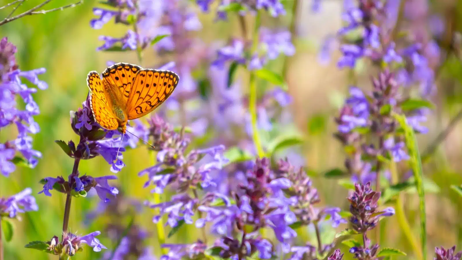 A butterfly visits blooming wildflowers in the spring.