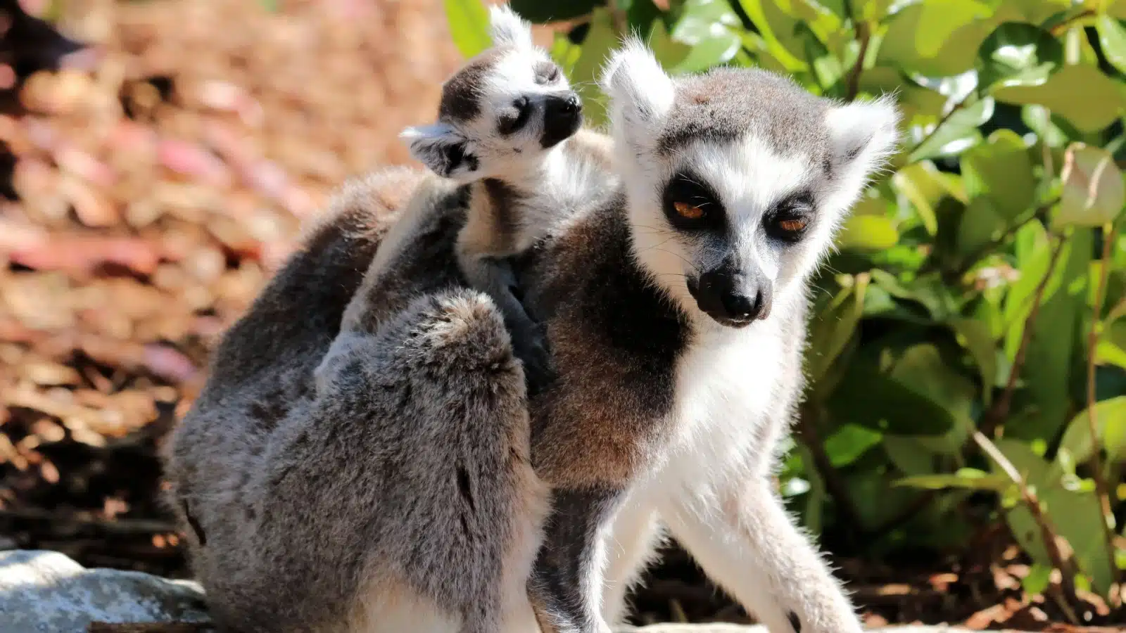 A baby lemur clings to it's mother at the zoo.