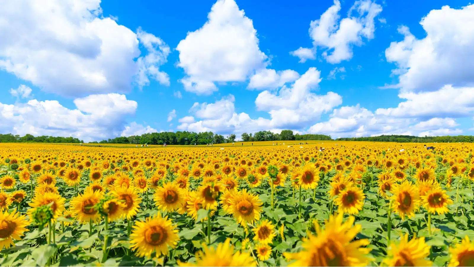 A field of sunflowers on a bright summer's day.